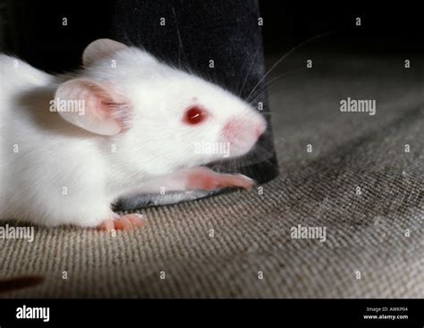 Image result for Mouse Genetics