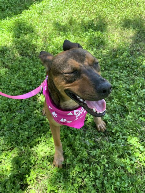 Meatball is Pet of the Week for Laredo Animal Protective Society