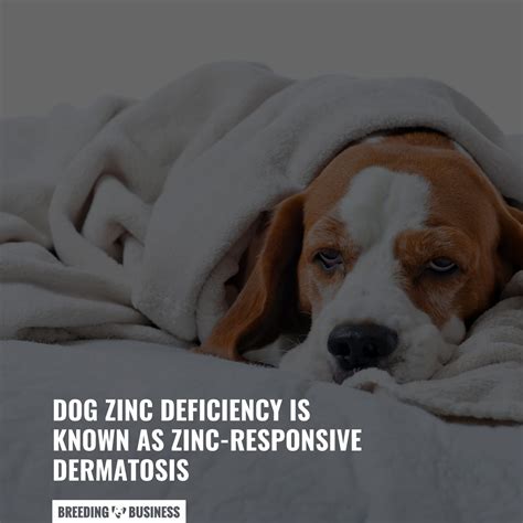 Zinc Deficiency In Dogs – Types, Symptoms & FAQ