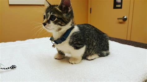 munchkin cat dwarfism
