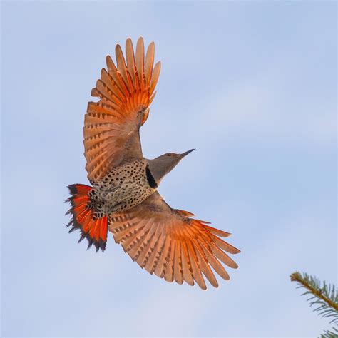 Northern Flicker Flying
