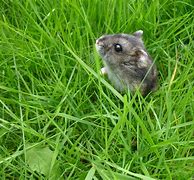 Image result for Cute Baby Dwarf Hamster