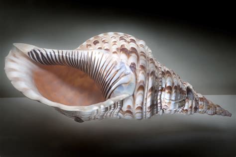 Image result for Shell Anklets