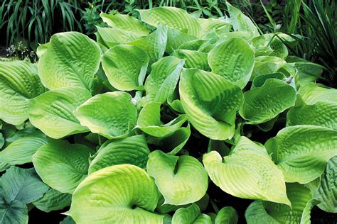 Sum and Substance Hosta – Hostas-Store
