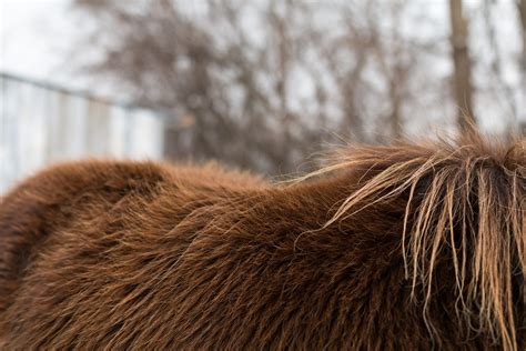 Do Horses Have Fur - Explore the Best Outdoor Gear, Animal Guides, and ...