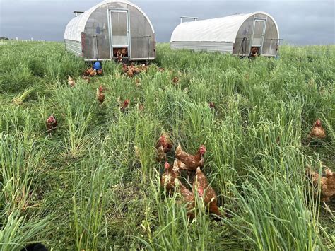 Miller's vs Angel Acres eggs. Let's compare PUFAs and the omega ratio ...