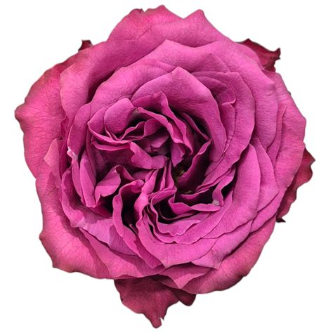 Blue Berry - Groenigheid