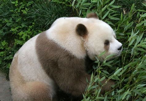 棕色大熊猫七仔 国宝中的国宝 - 知乎