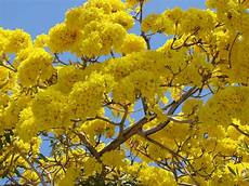 Yellow Tree Image by Angelil Adventures What S That Neon Yellow Tree Yellow Tree Image