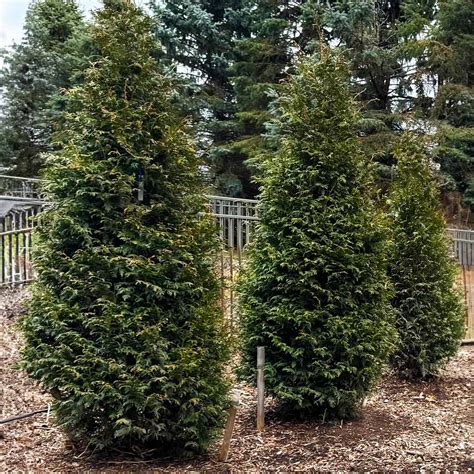 Northern Spire Western Red Cedar Trees for Sale | FastGrowingTrees.com