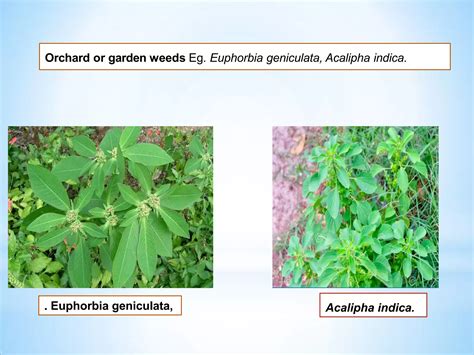 Classification of weeds and characteristics of different agro systems | PDF