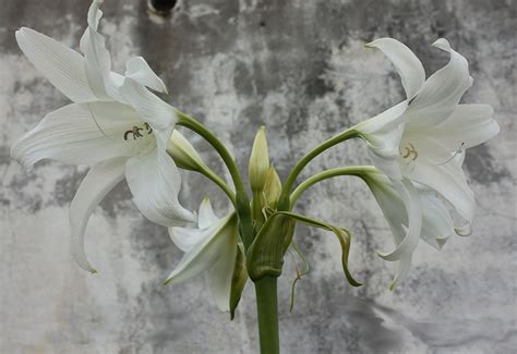 Crinum bulbispermum