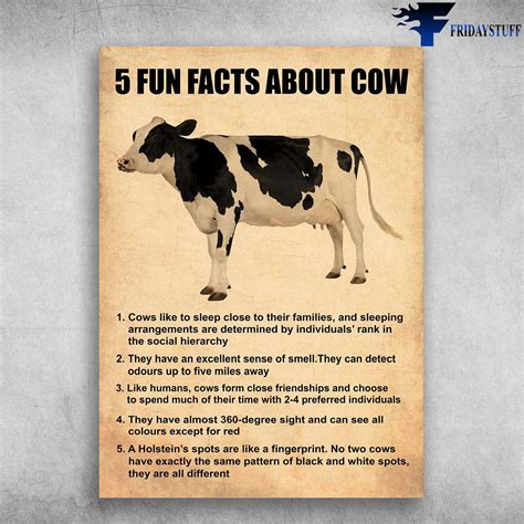 Dairy Cow Fun Fact - 5 Fun Facts About Cow, Cows Like Sleep Close To ...