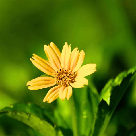 Wedelia (Sphagneticola Trilobata) - Plant – Lalit Enterprise
