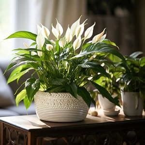Original Peace Lily Live Plant – Flowering Indoor Plant for Clean Air ...