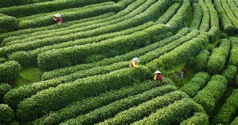 贵州安顺：明前茶飘香 采茶好时节-人民图片网