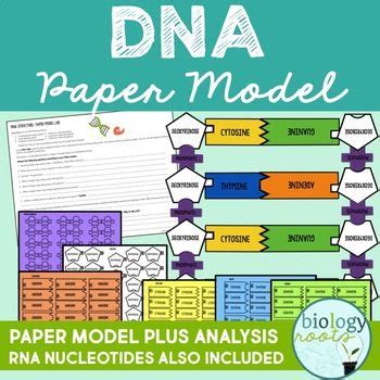DNA Paper Model Worksheet 的图像结果