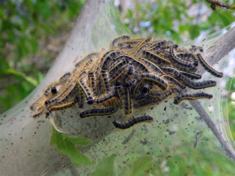 About Eastern Tent Caterpillar Moth - Maryland Biodiversity Project