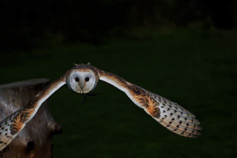 Where Do Birds Sleep at Night? – Chirp Nature Center