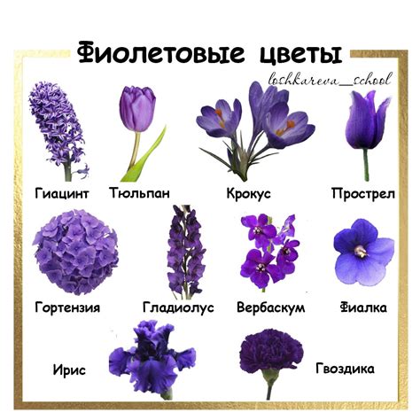 Фиолетовые цветы в саду