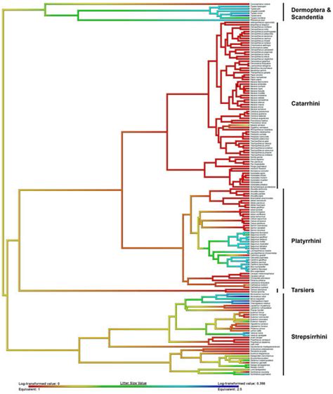 The Evolution of Primate Litter Size