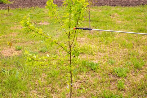 Spraying seedlings from diseases and pests with a spray solution ...