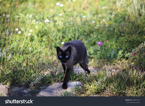 Black Siamese Cat With Blue Eyes