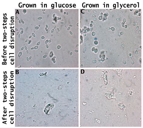 Recovery of High-Value Compounds from Yarrowia lipolytica IMUFRJ 50682 ...