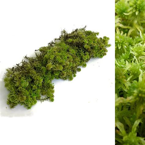 Fresh Sphagnum Moss - 500g/1kg - Ideal for Terrariums, Live Plant ...