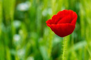Nature Wall Poster -Red Flower Poster|Decorative Poster-High Resolution ...