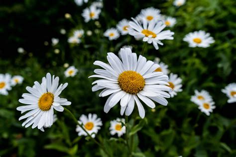 Free Images : flower, oxeye daisy, flowering plant, marguerite daisy ...
