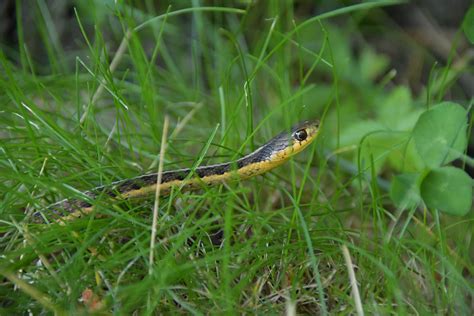 Pet Garter Snake Food at David Daigle blog