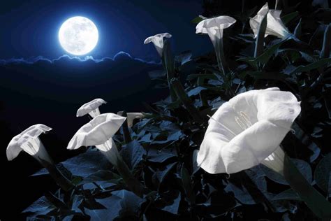 15 Fragrant Night-Blooming Flowers That Will Make Your Evenings So Much ...