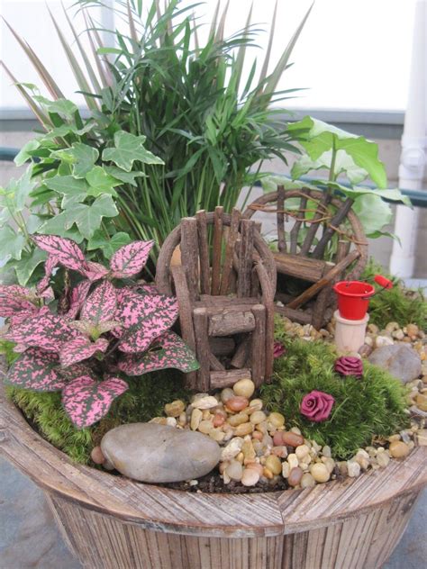 Succulent Fairy Garden Plants