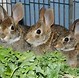 Image result for Baby Rabbit Realistic Drawing