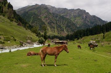 Pleasurable 6 Days Srinagar to Pahalgam Trip Package | srinagar ...