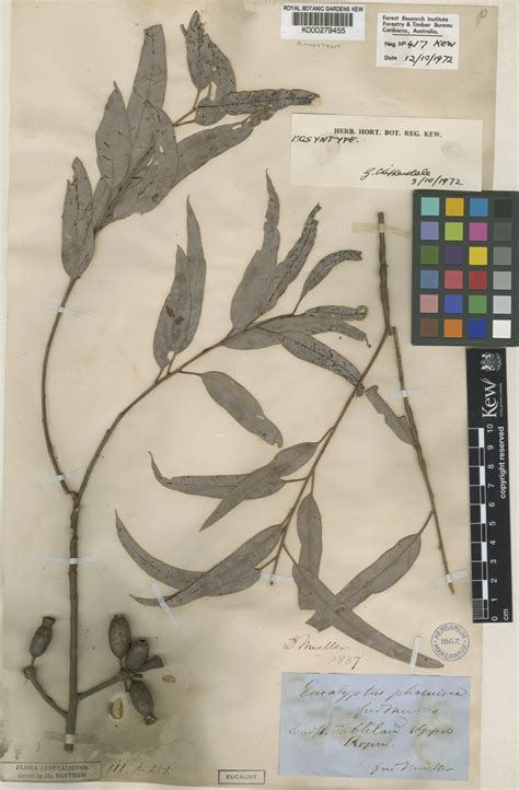 Eucalyptus phoenicea F.Muell. | Plants of the World Online | Kew Science