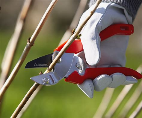 Expert tips for when to prune limelight hydrangeas | Homes and Gardens