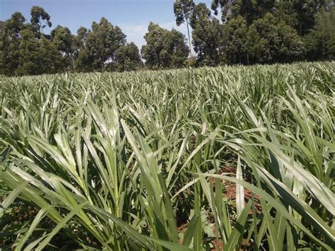 Broadcasting Planting 的图像结果