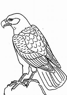 ausmalbilder zum ausdrucken adler adler ausmalbilder ausdrucken malvor ausmalbilder zum ausdrucken adler adler ausmalbilder ausdrucken malvor