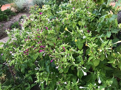 HOTEL LISSOS (Palaiochora, Crete) - Hotel Reviews & Photos - Tripadvisor