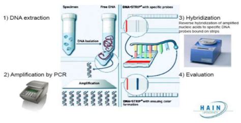 Analysis of Discordance between Genotypic and Phenotypic Assays for ...