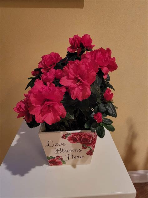 WESTFIELD CHAPEL FUNERAL HOME - Springdale AR - Hours, Directions ...