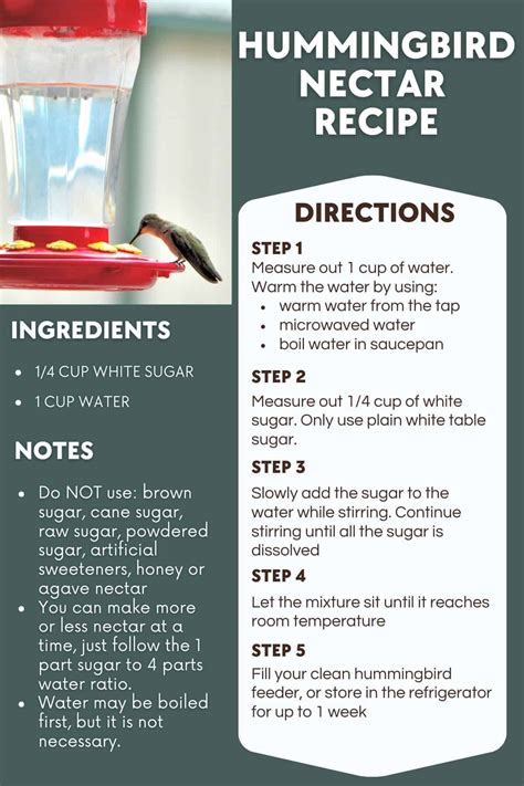 How To Make Hummingbird Food Ratio at Renee Jeter blog