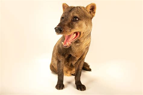 Short-eared dog (Atelocynus microtis) - Joel Sartore