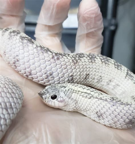 97 best u/kittyblanket images on Pholder | Sneks, Snakes and Hognosesnakes