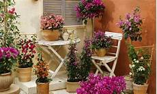 fiori a casa piante perenni per la casa al mare ecco le pi 249 facili da fiori a casa piante perenni per la casa al mare ecco le pi 249 facili da
