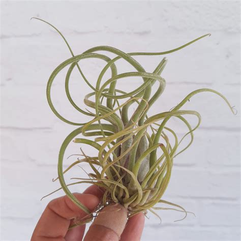 Tillandsia caput-medusae - Air Plant