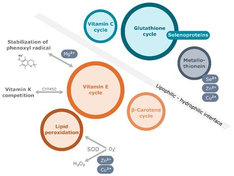 Characteristics of Vitamin E | Encyclopedia MDPI