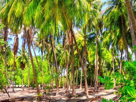 All about Seychelles’s massive reforestation initiative, Seychelles ...